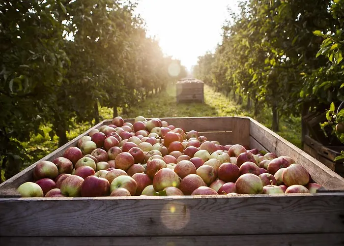 מלון Navigare 4*